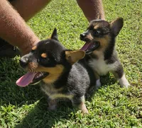 Vernal, a male Pembroke Welsh Corgi for sale in Jacksonville, AL – 1 of 4