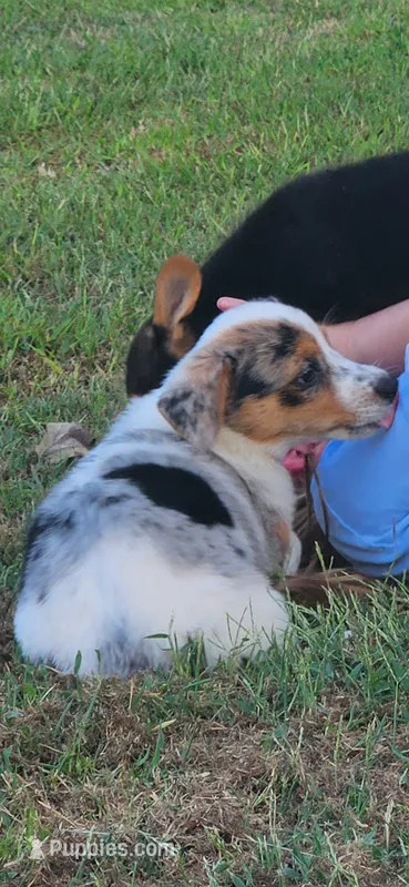 Sister – Pembroke Welsh Corgi puppy for sale in Jacksonville, AL