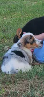 Sister, a female Pembroke Welsh Corgi for sale in Jacksonville, AL – 1 of 4