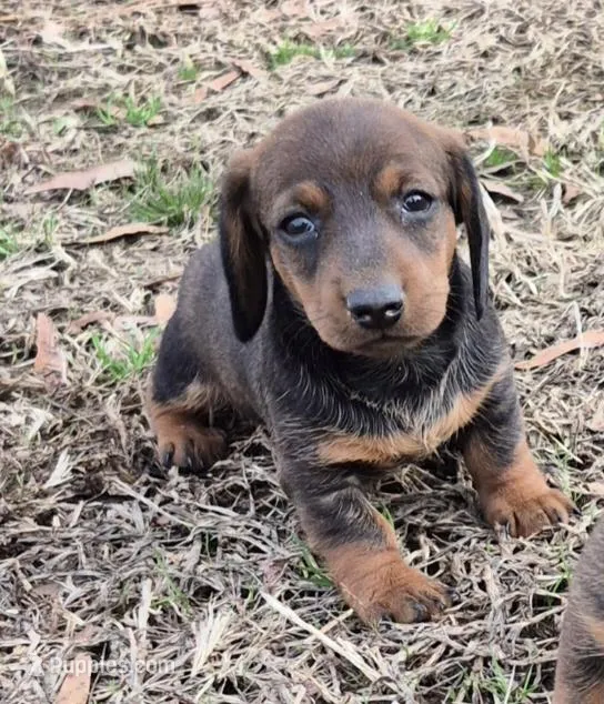 Tuff stuff, a male Dachshund for sale in Jacksonville, AL – Photo 1 of 3