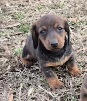 Tuff stuff, a male Dachshund for sale in Jacksonville, AL – Photo 1 of 3