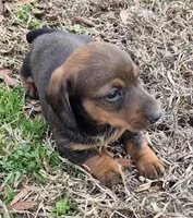 Tuff stuff, a male Dachshund for sale in Jacksonville, AL – Photo 2 of 3