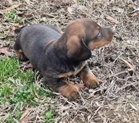 Tuff stuff, a male Dachshund for sale in Jacksonville, AL – Photo 3 of 3