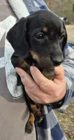 Precious, a female Dachshund for sale in Jacksonville, AL – Photo 1 of 2