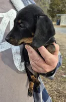 Precious, a female Dachshund for sale in Jacksonville, AL – Photo 2 of 2