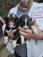 Aussie puppies, a female Australian Shepherd for sale in Jacksonville, AL – Photo 7 of 7