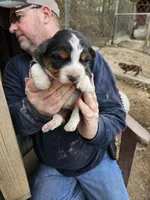 Aussie puppies, a female Australian Shepherd for sale in Jacksonville, AL – Photo 1 of 7