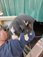 Aussie puppies, a female Australian Shepherd for sale in Jacksonville, AL – Photo 4 of 7