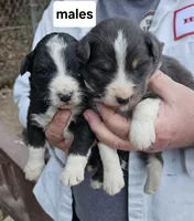 Aussie puppies, a female Australian Shepherd for sale in Jacksonville, AL – Photo 5 of 7