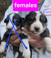 Aussie puppies, a female Australian Shepherd for sale in Jacksonville, AL – Photo 6 of 7