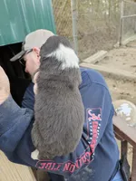 Aussie puppies, a female Australian Shepherd for sale in Jacksonville, AL – Photo 2 of 7