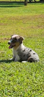 Dolly, a female Pembroke Welsh Corgi for sale in Jacksonville, AL – 3 of 5