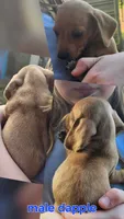 Baby, a male Miniature Dachshund for sale in Jacksonville, AL – 4 of 5