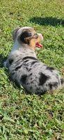 Dolly, a female Pembroke Welsh Corgi for sale in Jacksonville, AL – 4 of 5