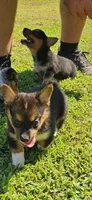 Tinker, a female Pembroke Welsh Corgi for sale in Jacksonville, AL – 2 of 3