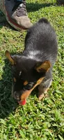 Vernal, a male Pembroke Welsh Corgi for sale in Jacksonville, AL – 2 of 4