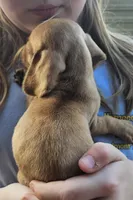 Baby, a male Miniature Dachshund for sale in Jacksonville, AL – 2 of 5