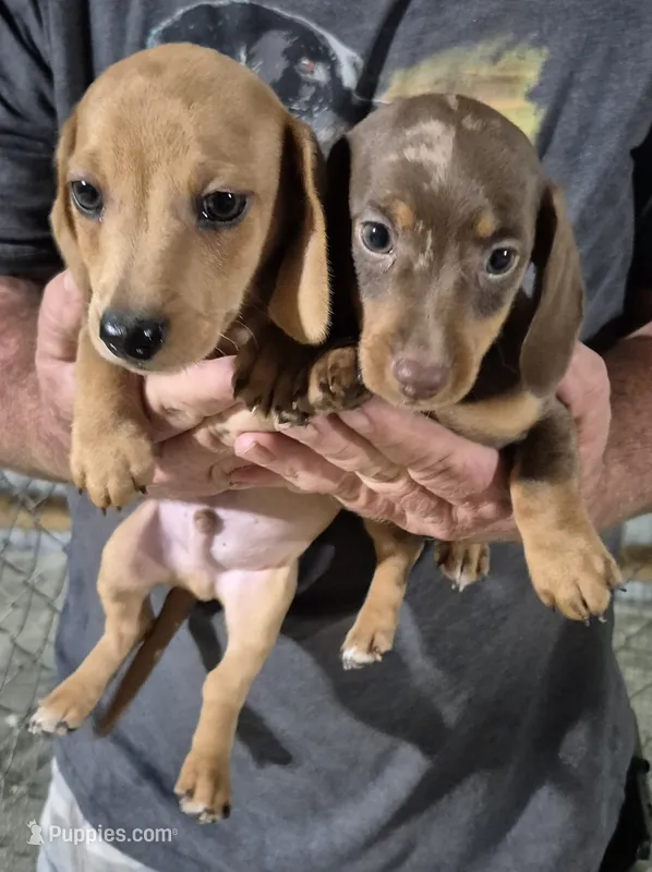 Baby – Miniature Dachshund puppy for sale in Jacksonville, AL