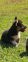 Tinker, a female Pembroke Welsh Corgi for sale in Jacksonville, AL – 3 of 3