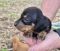 Eight ball, a male Miniature Dachshund for sale in Jacksonville, AL – Photo 1 of 2