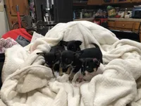Tweety, a female Chihuahua for sale in Fresno, CA – 7 of 9