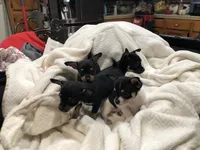 Tweety, a female Chihuahua for sale in Fresno, CA – 5 of 9