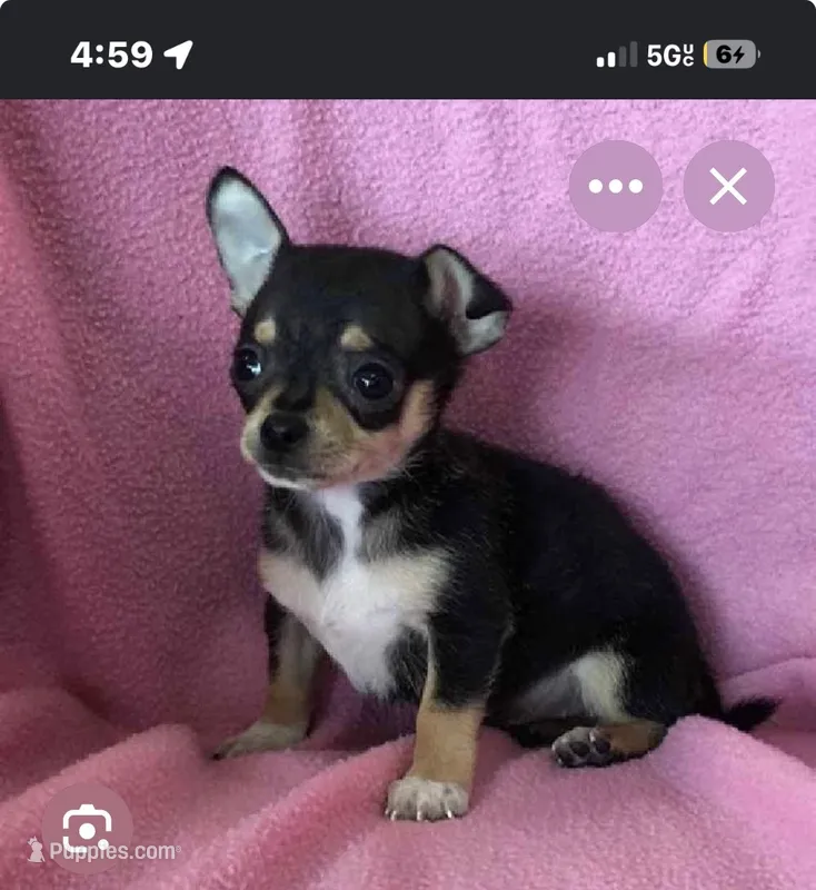 Blackie – Chihuahua puppy for sale in Fresno, CA