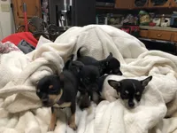 Tweety, a female Chihuahua for sale in Fresno, CA – 4 of 9