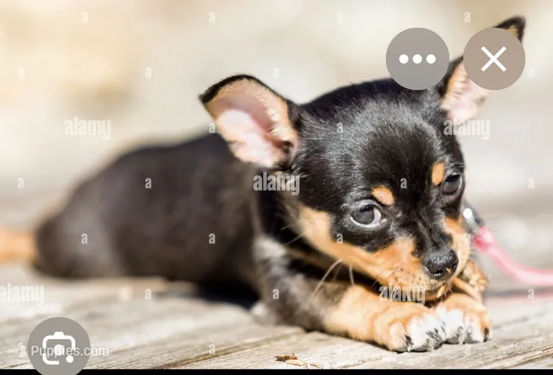 Chopper – Chihuahua puppy for sale in Fresno, CA