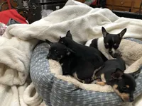 Tweety, a female Chihuahua for sale in Fresno, CA – 3 of 9