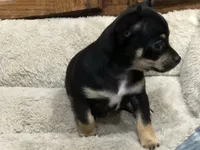 Tweety, a female Chihuahua for sale in Fresno, CA – 1 of 9