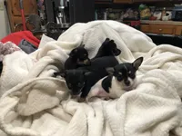 Tweety, a female Chihuahua for sale in Fresno, CA – 8 of 9