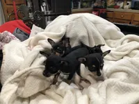 Tweety, a female Chihuahua for sale in Fresno, CA – 6 of 9