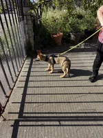 Red Collar, a male German Shepherd Dog for sale in Brookings, OR – 2 of 10