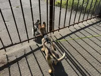 Red Collar, a male German Shepherd Dog for sale in Brookings, OR – 3 of 10