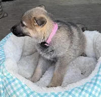 Pink, a female German Shepherd Dog for sale in Brookings, OR – Photo 3 of 9