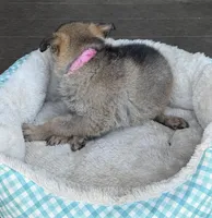 Pink, a female German Shepherd Dog for sale in Brookings, OR – Photo 7 of 9