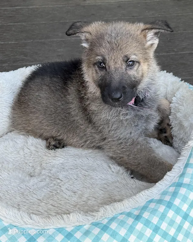 Pink – German Shepherd Dog puppy for sale in Brookings, OR