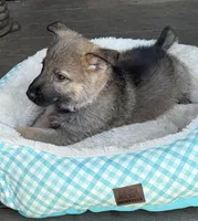 Pink, a female German Shepherd Dog for sale in Brookings, OR – Photo 2 of 9