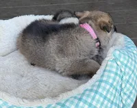 Pink, a female German Shepherd Dog for sale in Brookings, OR – Photo 6 of 9