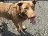 Pink, a female German Shepherd Dog for sale in Brookings, OR – Photo 9 of 9