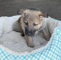 Pink, a female German Shepherd Dog for sale in Brookings, OR – Photo 5 of 9
