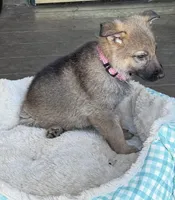 Pink, a female German Shepherd Dog for sale in Brookings, OR – Photo 4 of 9