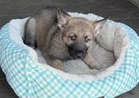 Green, a male German Shepherd Dog for sale in Brookings, OR – Photo 6 of 9