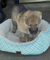 Green, a male German Shepherd Dog for sale in Brookings, OR – Photo 1 of 9
