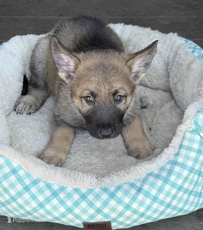 Green – German Shepherd Dog puppy for sale in Brookings, OR