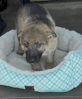 Red, a male German Shepherd Dog for sale in Brookings, OR – Photo 3 of 8