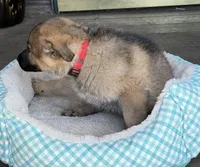 Red, a male German Shepherd Dog for sale in Brookings, OR – Photo 4 of 8