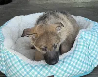Red, a male German Shepherd Dog for sale in Brookings, OR – Photo 5 of 8
