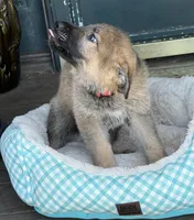Red, a male German Shepherd Dog for sale in Brookings, OR – Photo 6 of 8